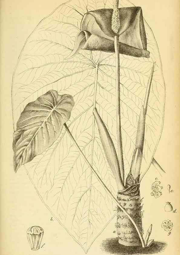 Reproducción/Reproduction 49698104123: Gartenflora.. Erlangen :F. Enke,1852-1940.. 