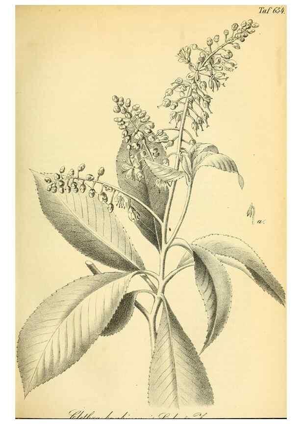 Reproducción/Reproduction 49702041521: Gartenflora.. Erlangen :F. Enke,1852-1940.. 