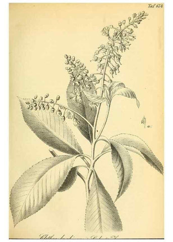 Reproducción/Reproduction 49702041521: Gartenflora.. Erlangen :F. Enke,1852-1940.. 