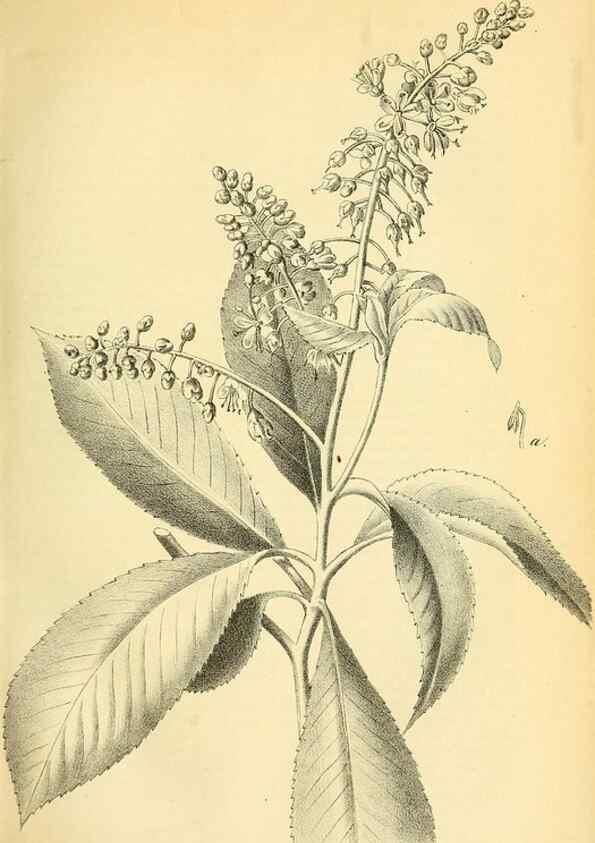 Reproducción/Reproduction 49702041521: Gartenflora.. Erlangen :F. Enke,1852-1940.. 