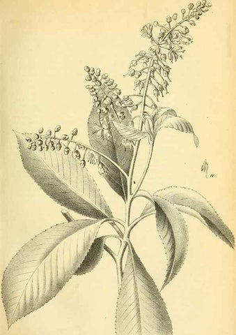 Reproducción/Reproduction 49702041521: Gartenflora.. Erlangen :F. Enke,1852-1940.. 