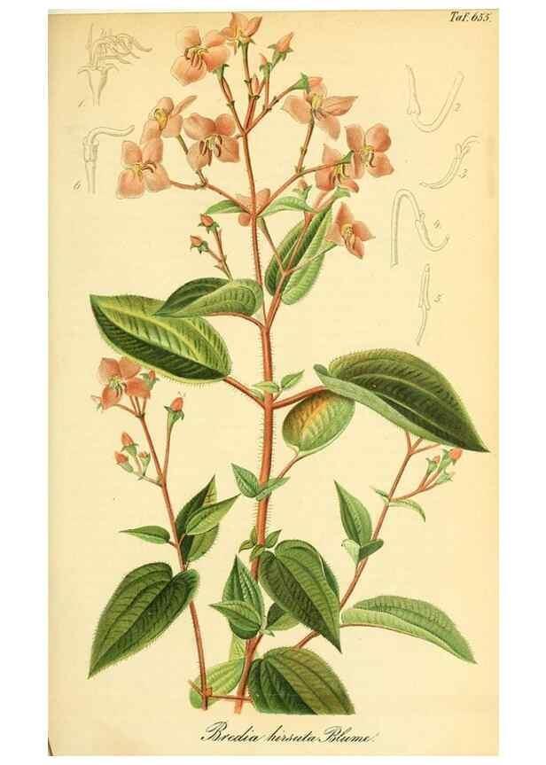 Reproducción/Reproduction 49702358477: Gartenflora.. Erlangen :F. Enke,1852-1940.. 