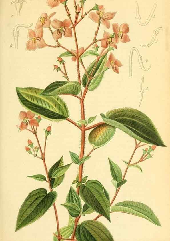 Reproducción/Reproduction 49702358477: Gartenflora.. Erlangen :F. Enke,1852-1940.. 