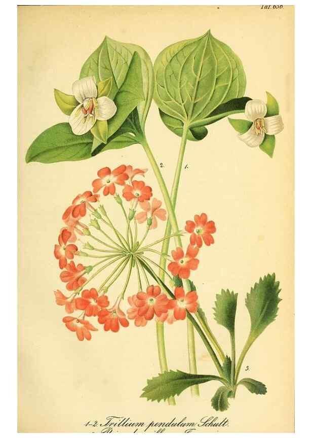 Reproducción/Reproduction 49702042016: Gartenflora.. Erlangen :F. Enke,1852-1940.. 
