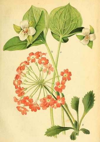 Reproducción/Reproduction 49702042016: Gartenflora.. Erlangen :F. Enke,1852-1940.. 