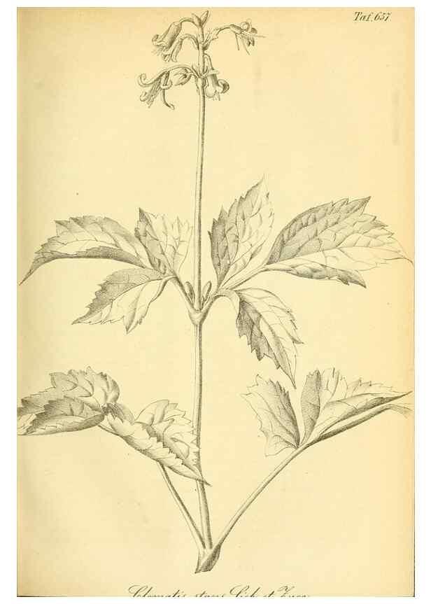 Reproducción/Reproduction 49702042246: Gartenflora.. Erlangen :F. Enke,1852-1940.. 