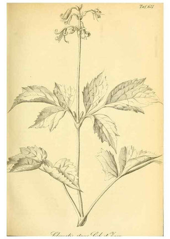 Reproducción/Reproduction 49702042246: Gartenflora.. Erlangen :F. Enke,1852-1940.. 
