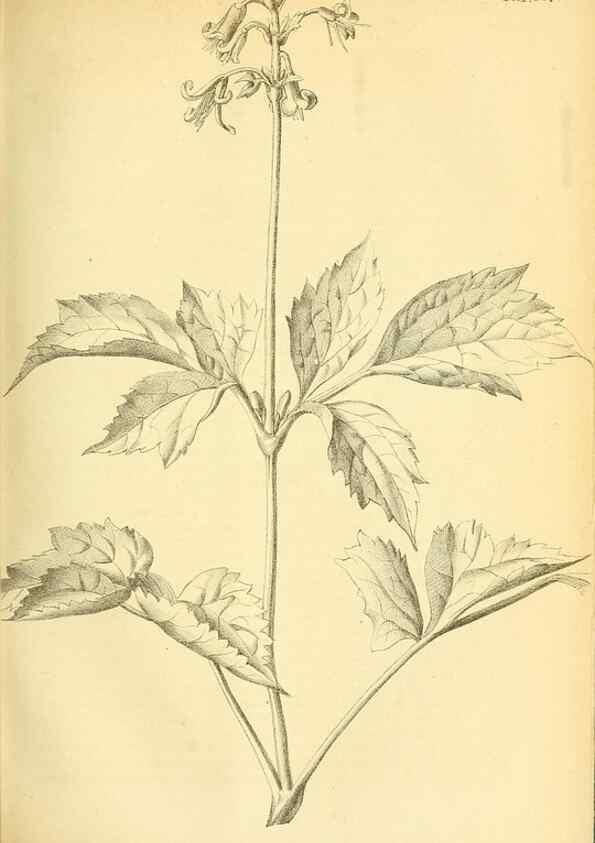 Reproducción/Reproduction 49702042246: Gartenflora.. Erlangen :F. Enke,1852-1940.. 