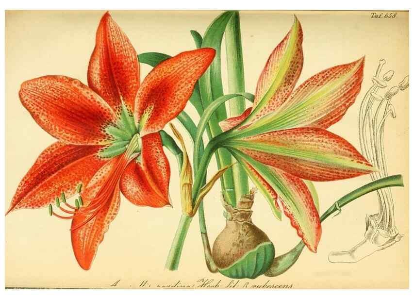 Reproducción/Reproduction 49702359107: Gartenflora.. Erlangen :F. Enke,1852-1940.. 