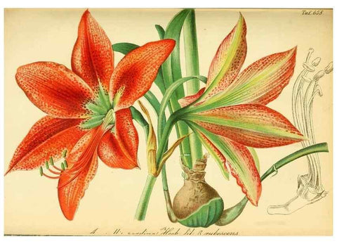 Reproducción/Reproduction 49702359107: Gartenflora.. Erlangen :F. Enke,1852-1940.. 