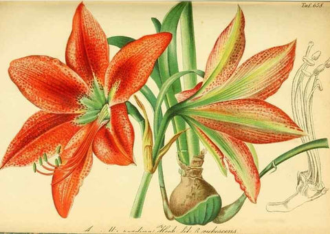 Reproducción/Reproduction 49702359107: Gartenflora.. Erlangen :F. Enke,1852-1940.. 