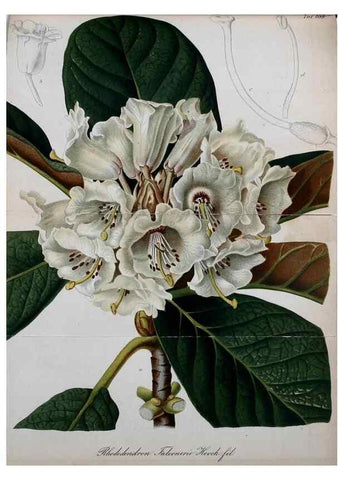 Reproducción/Reproduction 49702359332: Gartenflora.. Erlangen :F. Enke,1852-1940.. 