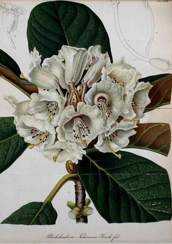 Reproducción/Reproduction 49702359332: Gartenflora.. Erlangen :F. Enke,1852-1940.. 