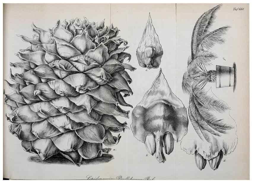 Reproducción/Reproduction 49702042931: Gartenflora.. Erlangen :F. Enke,1852-1940.. 