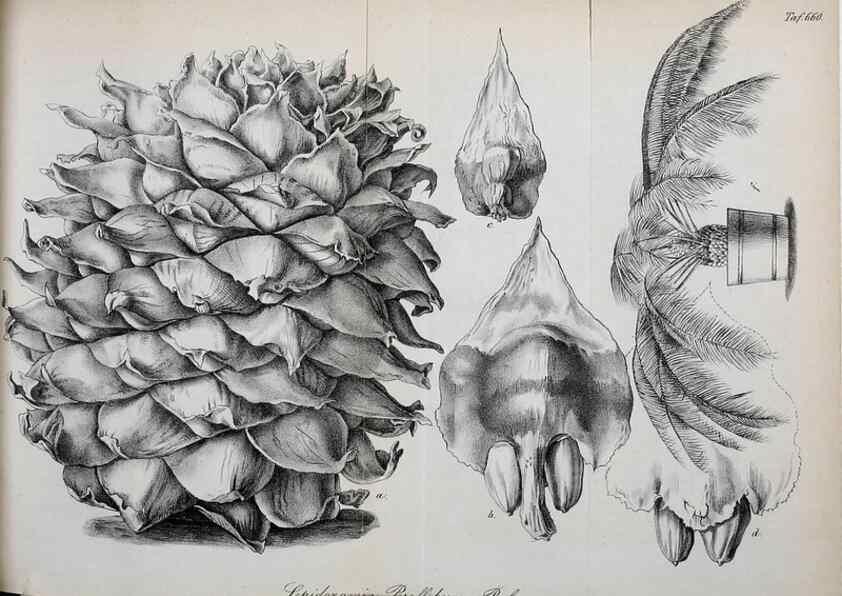 Reproducción/Reproduction 49702042931: Gartenflora.. Erlangen :F. Enke,1852-1940.. 