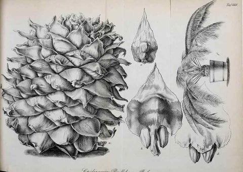 Reproducción/Reproduction 49702042931: Gartenflora.. Erlangen :F. Enke,1852-1940.. 