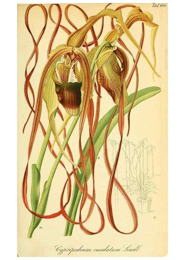 Reproducción/Reproduction 49702043216: Gartenflora.. Erlangen :F. Enke,1852-1940.. 
