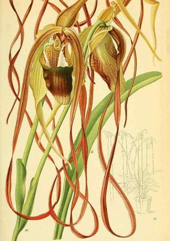Reproducción/Reproduction 49702043216: Gartenflora.. Erlangen :F. Enke,1852-1940.. 