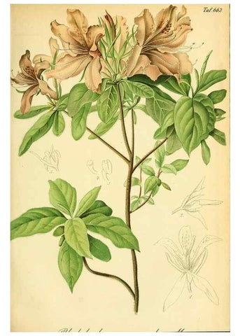 Reproducción/Reproduction 49702043436: Gartenflora.. Erlangen :F. Enke,1852-1940.. 