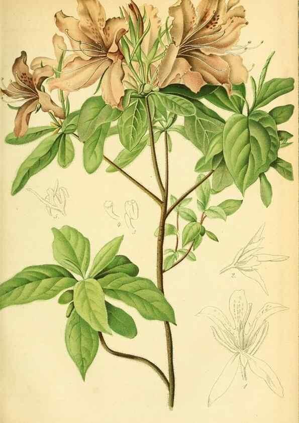 Reproducción/Reproduction 49702043436: Gartenflora.. Erlangen :F. Enke,1852-1940.. 