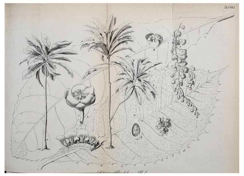 Reproducción/Reproduction 49701512888: Gartenflora.. Erlangen :F. Enke,1852-1940.. 