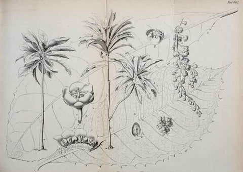 Reproducción/Reproduction 49701512888: Gartenflora.. Erlangen :F. Enke,1852-1940.. 