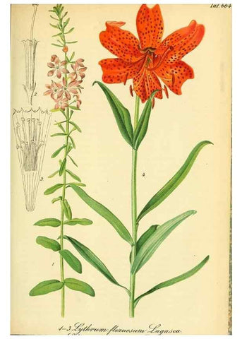 Reproducción/Reproduction 49701513103: Gartenflora.. Erlangen :F. Enke,1852-1940.. 