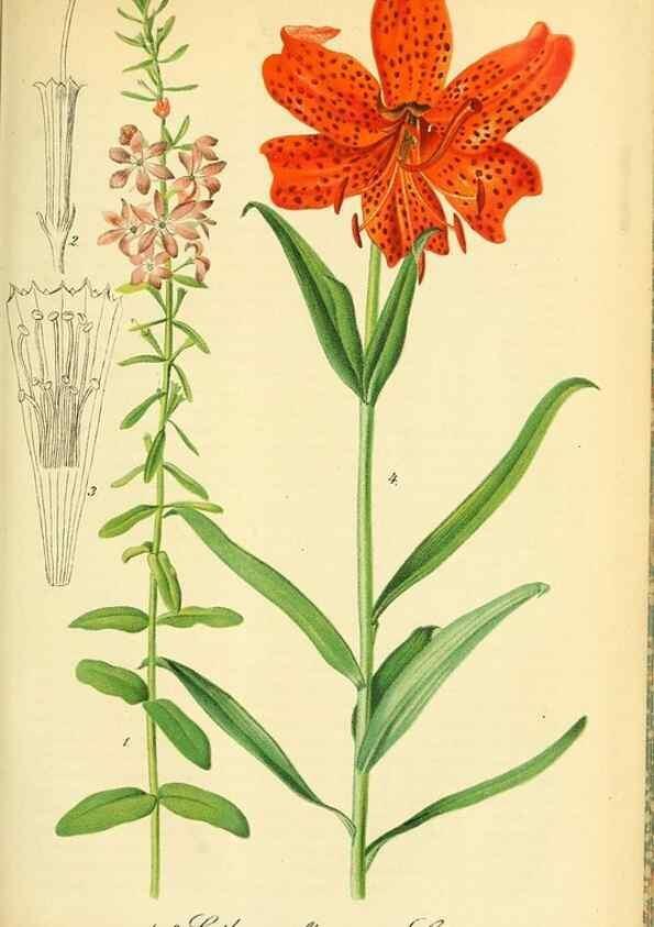 Reproducción/Reproduction 49701513103: Gartenflora.. Erlangen :F. Enke,1852-1940.. 