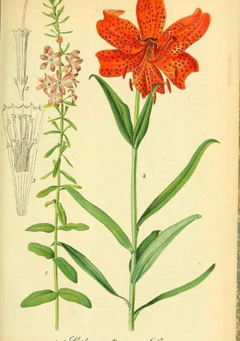 Reproducción/Reproduction 49701513103: Gartenflora.. Erlangen :F. Enke,1852-1940.. 
