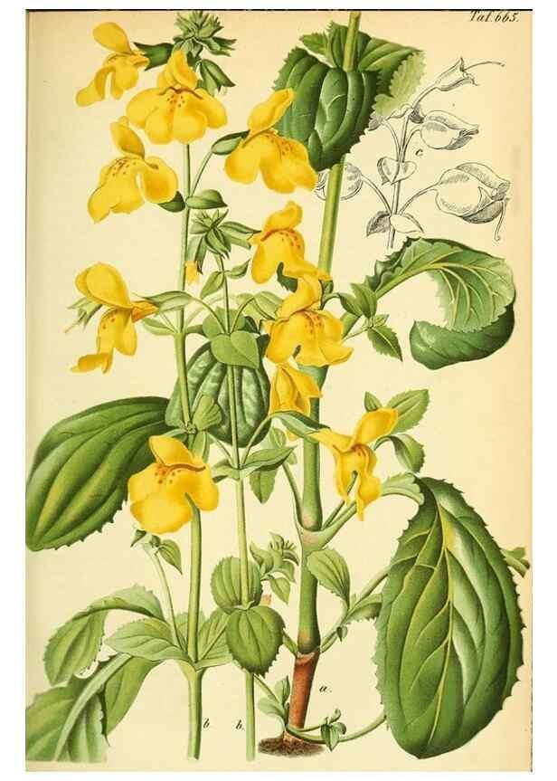 Reproducción/Reproduction 49702044016: Gartenflora.. Erlangen :F. Enke,1852-1940.. 
