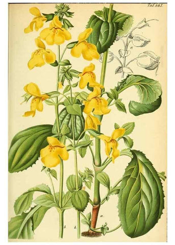 Reproducción/Reproduction 49702044016: Gartenflora.. Erlangen :F. Enke,1852-1940.. 