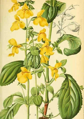Reproducción/Reproduction 49702044016: Gartenflora.. Erlangen :F. Enke,1852-1940.. 