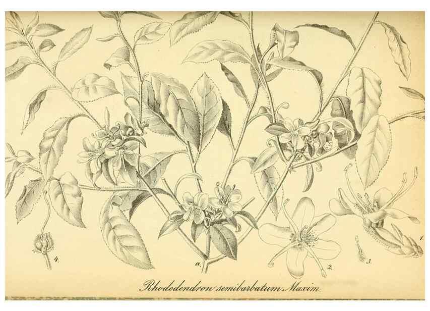 Reproducción/Reproduction 49701513588: Gartenflora.. Erlangen :F. Enke,1852-1940.. 
