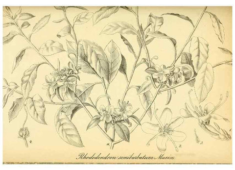 Reproducción/Reproduction 49701513588: Gartenflora.. Erlangen :F. Enke,1852-1940.. 