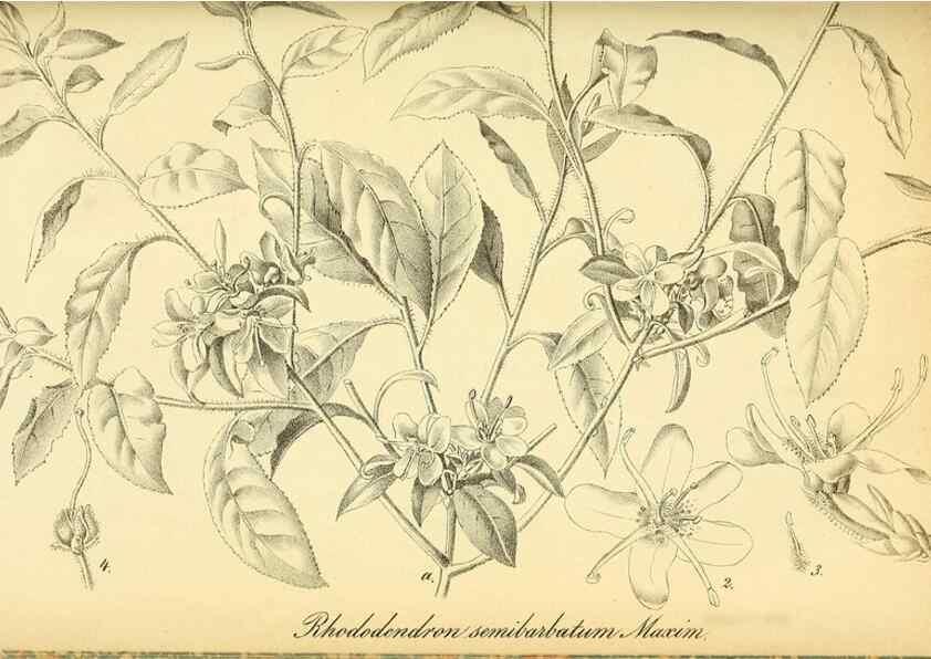 Reproducción/Reproduction 49701513588: Gartenflora.. Erlangen :F. Enke,1852-1940.. 