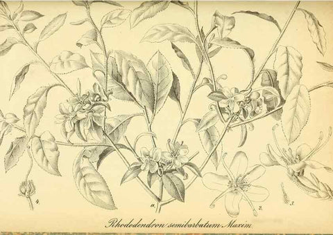 Reproducción/Reproduction 49701513588: Gartenflora.. Erlangen :F. Enke,1852-1940.. 