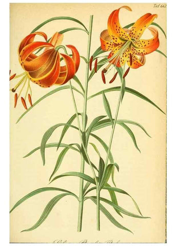 Reproducción/Reproduction 49702361437: Gartenflora.. Erlangen :F. Enke,1852-1940.. 