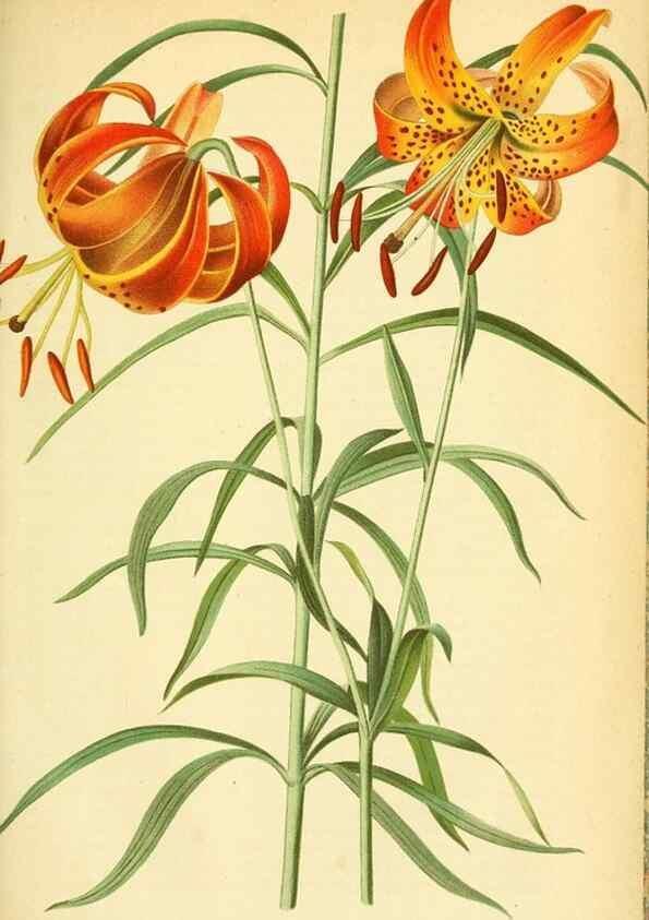 Reproducción/Reproduction 49702361437: Gartenflora.. Erlangen :F. Enke,1852-1940.. 