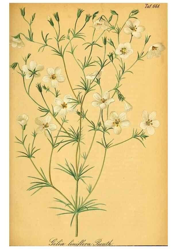 Reproducción/Reproduction 49702361617: Gartenflora.. Erlangen :F. Enke,1852-1940.. 