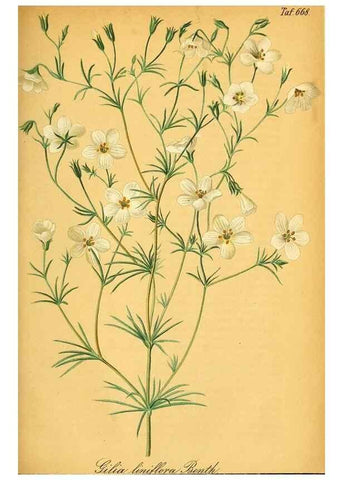 Reproducción/Reproduction 49702361617: Gartenflora.. Erlangen :F. Enke,1852-1940.. 