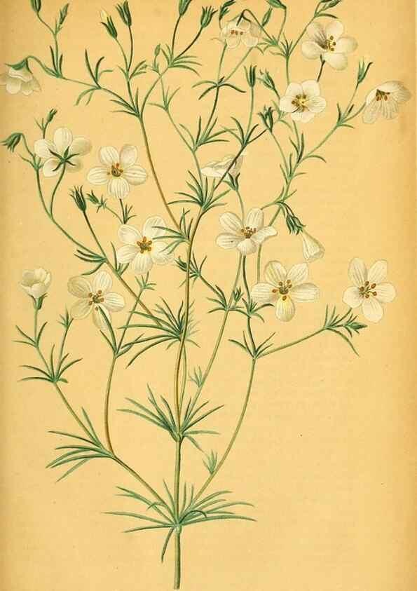 Reproducción/Reproduction 49702361617: Gartenflora.. Erlangen :F. Enke,1852-1940.. 