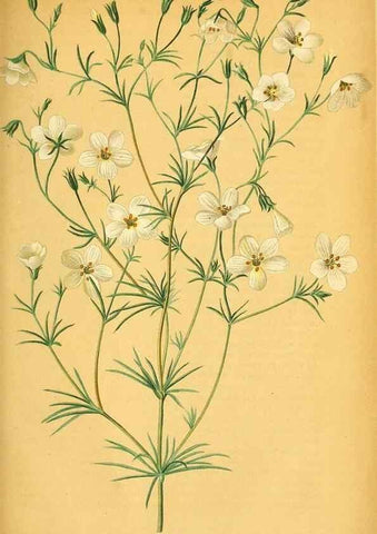 Reproducción/Reproduction 49702361617: Gartenflora.. Erlangen :F. Enke,1852-1940.. 