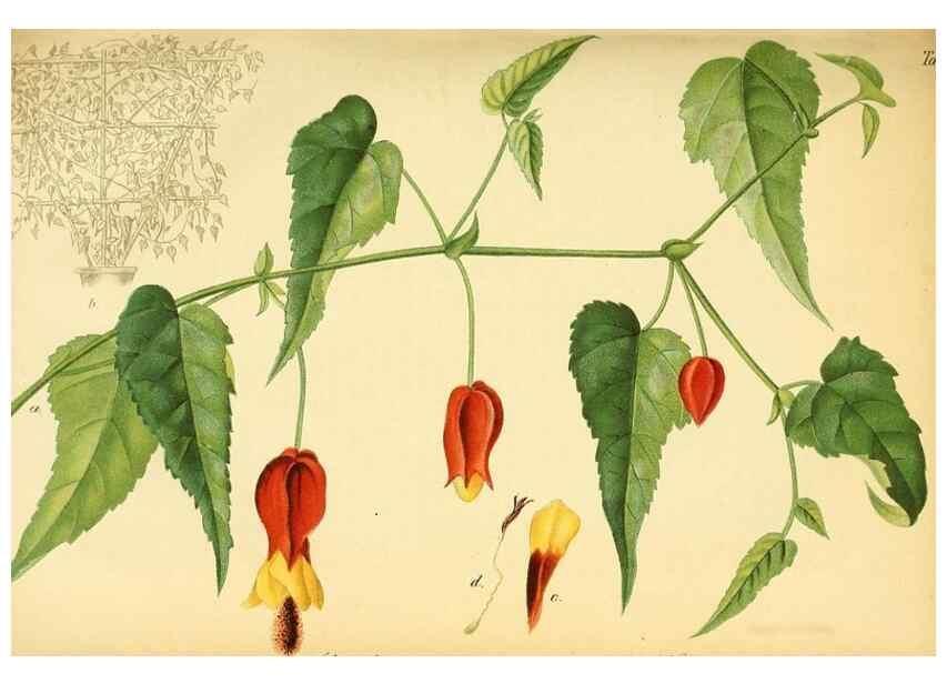 Reproducción/Reproduction 49702041336: Gartenflora.. Erlangen :F. Enke,1852-1940.. 