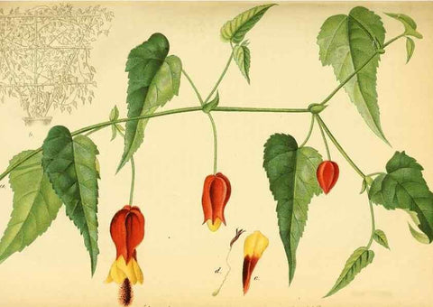 Reproducción/Reproduction 49702041336: Gartenflora.. Erlangen :F. Enke,1852-1940.. 