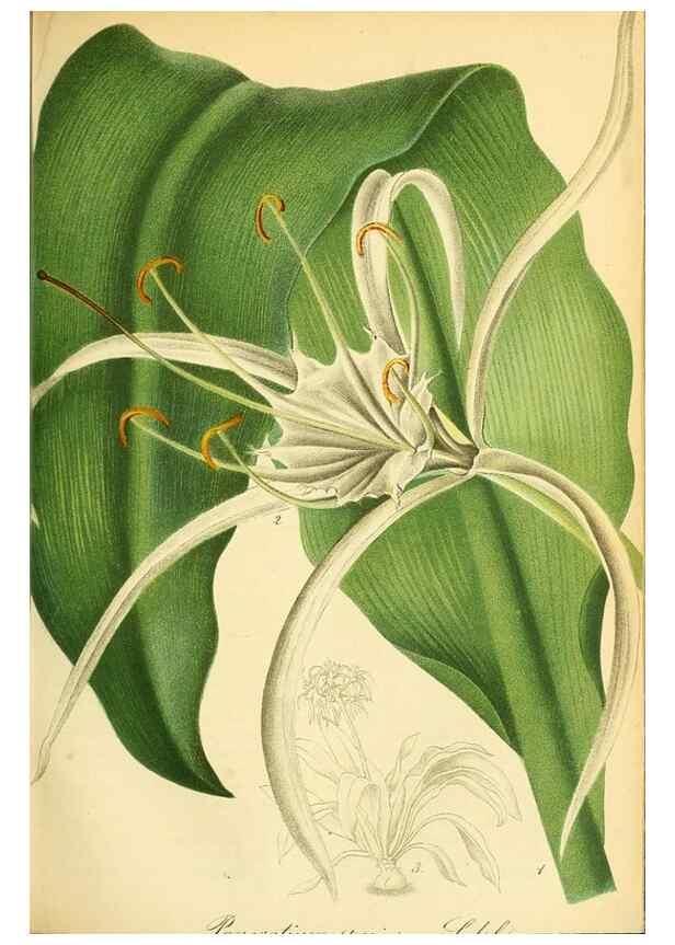Reproducción/Reproduction 49701510633: Gartenflora.. Erlangen :F. Enke,1852-1940.. 