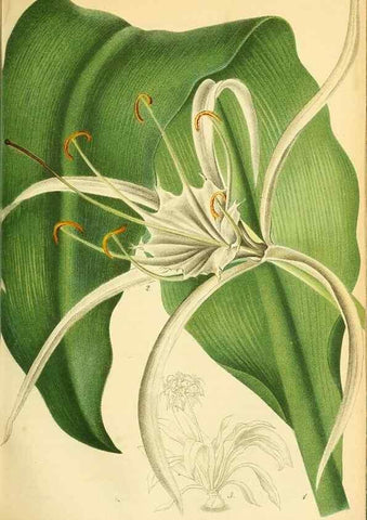 Reproducción/Reproduction 49701510633: Gartenflora.. Erlangen :F. Enke,1852-1940.. 