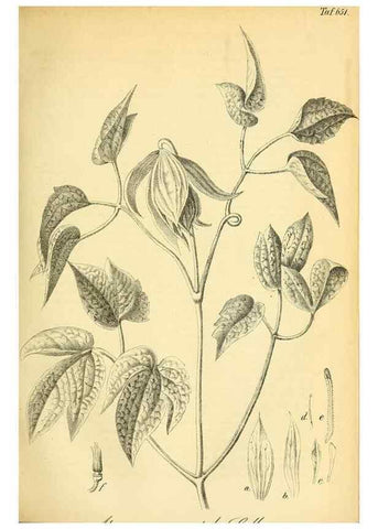 Reproducción/Reproduction 49702357692: Gartenflora.. Erlangen :F. Enke,1852-1940.. 