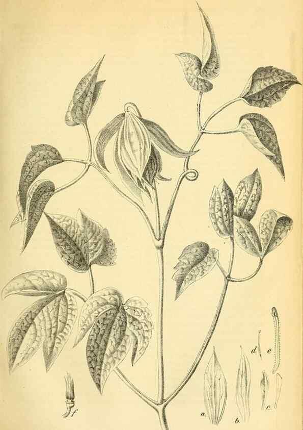 Reproducción/Reproduction 49702357692: Gartenflora.. Erlangen :F. Enke,1852-1940.. 