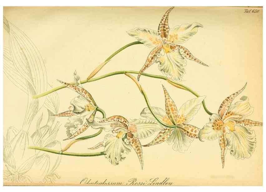 Reproducción/Reproduction 49701510183: Gartenflora.. Erlangen :F. Enke,1852-1940.. 