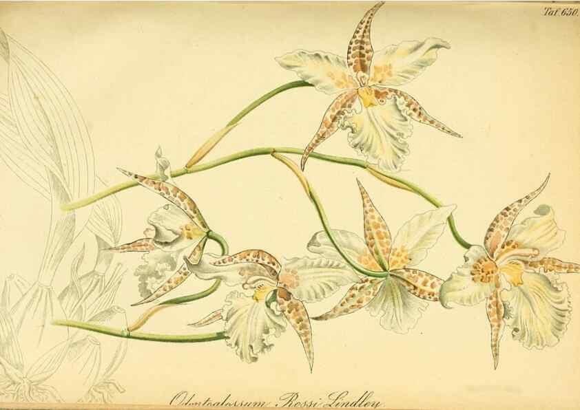 Reproducción/Reproduction 49701510183: Gartenflora.. Erlangen :F. Enke,1852-1940.. 